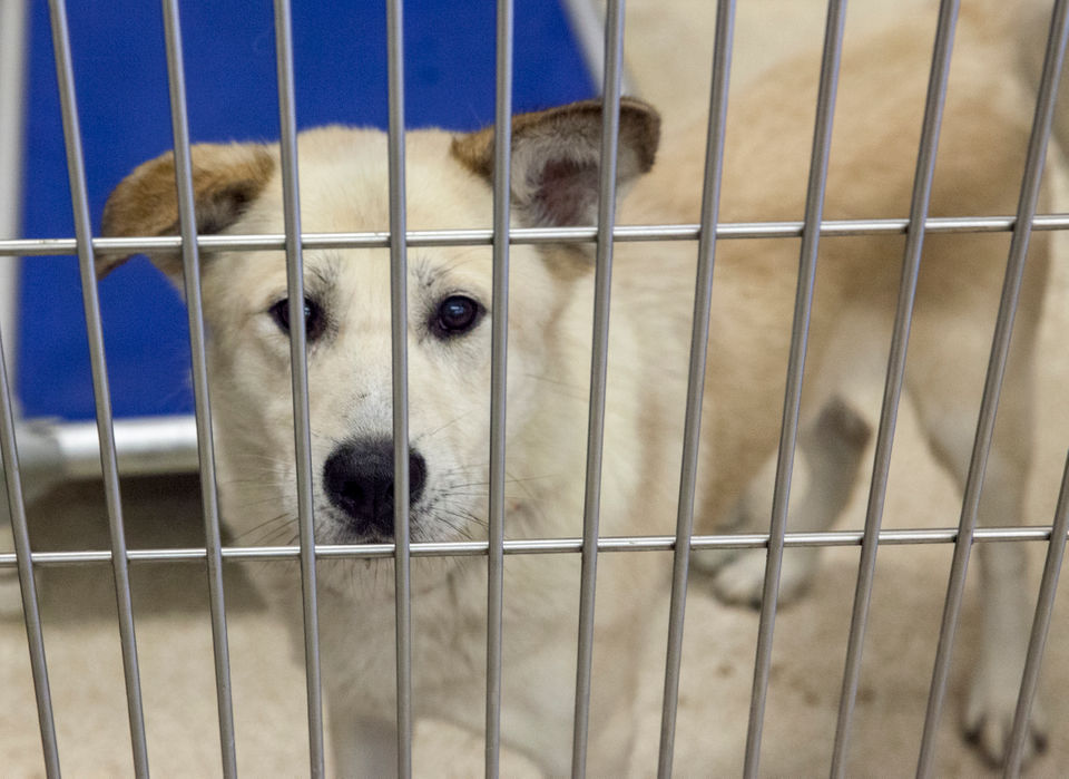 US-NEWS-DOG-ADOPTION-FEES-DROP-FOR-MLI.jpg